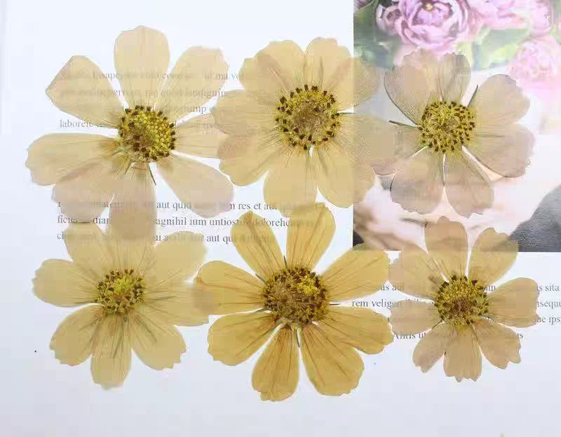 Pressed Dried Cosmos Flower For Epoxy Resin Jewelry and Decorating Other Objects