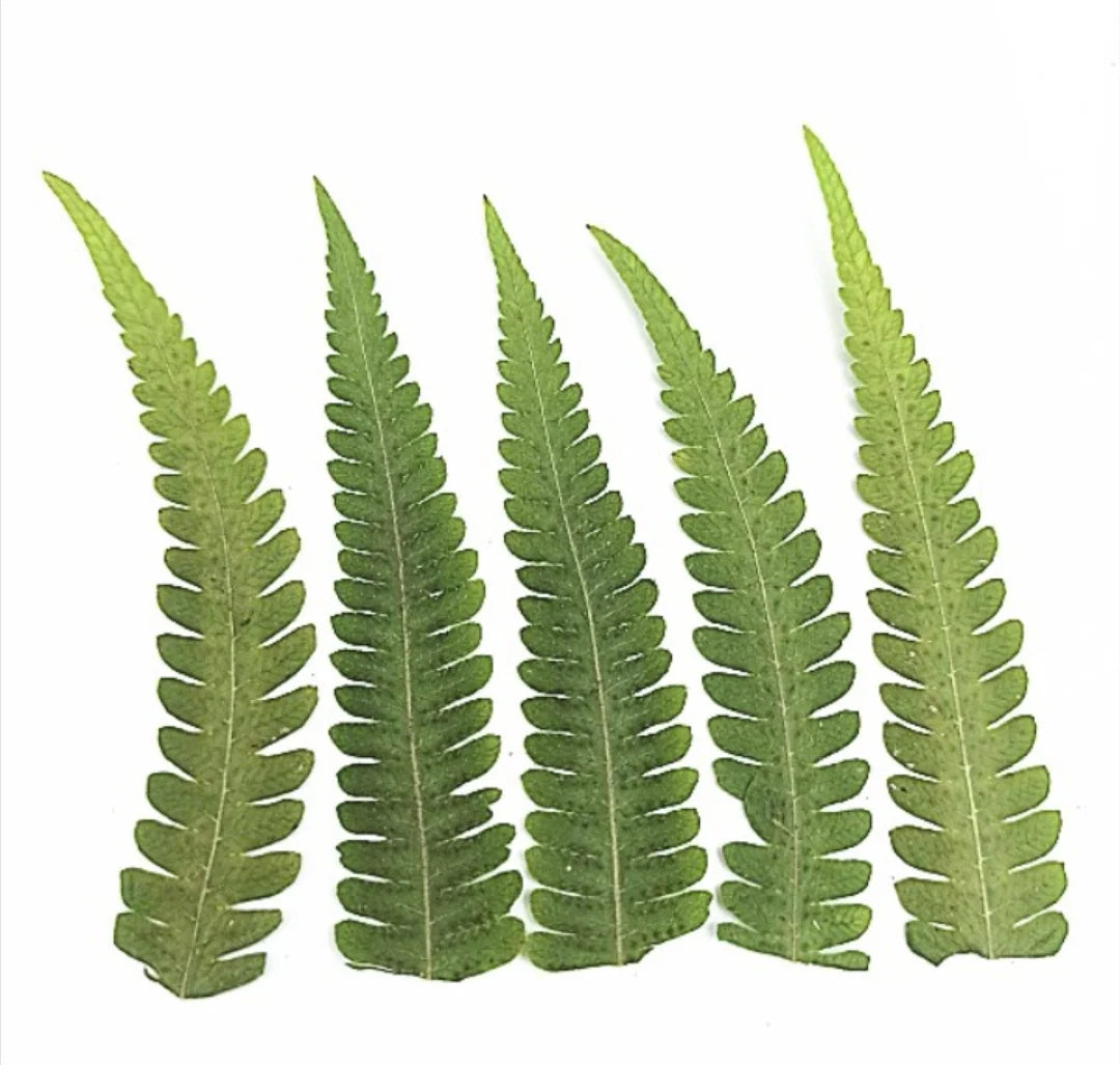 12pcs Pressed Dried Natural Fern Leaf For Epoxy Resin Jewelry Making