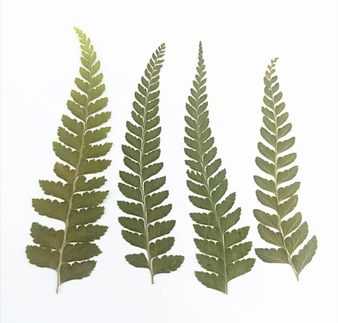 12pcs Pressed Dried Natural Fern Leaf For Epoxy Resin Jewelry Making