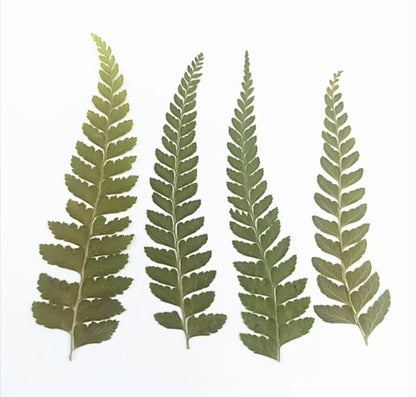 12pcs Pressed Dried Natural Fern Leaf For Epoxy Resin Jewelry Making