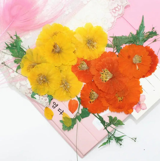 Dried Pressed Flower - Cosmos for Epoxy Resin Pendants, Necklaces, and Decorating Other Objects