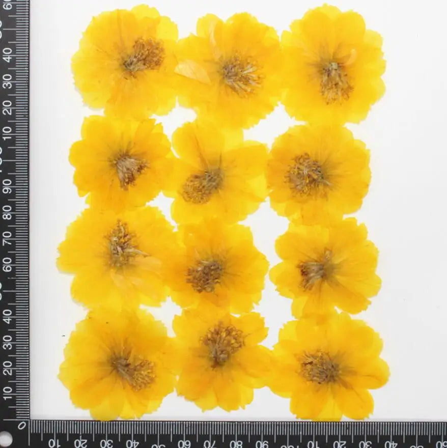 Dried Pressed Flower - Cosmos for Epoxy Resin Pendants, Necklaces, and Decorating Other Objects