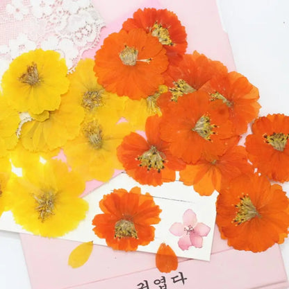 Dried Pressed Flower - Cosmos for Epoxy Resin Pendants, Necklaces, and Decorating Other Objects