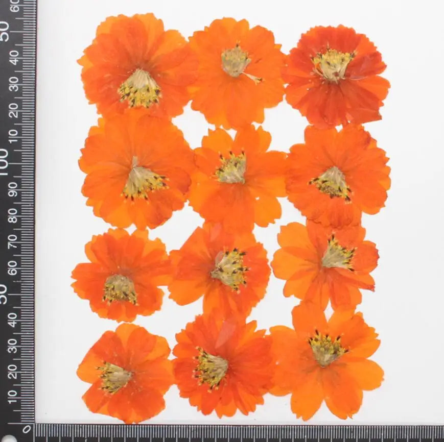 Dried Pressed Flower - Cosmos for Epoxy Resin Pendants, Necklaces, and Decorating Other Objects