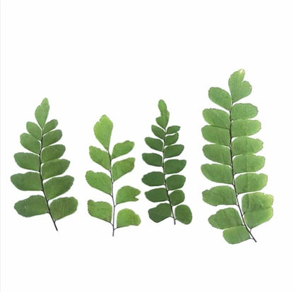 12pcs Pressed Dried Natural Fern Leaf For Epoxy Resin Jewelry Making