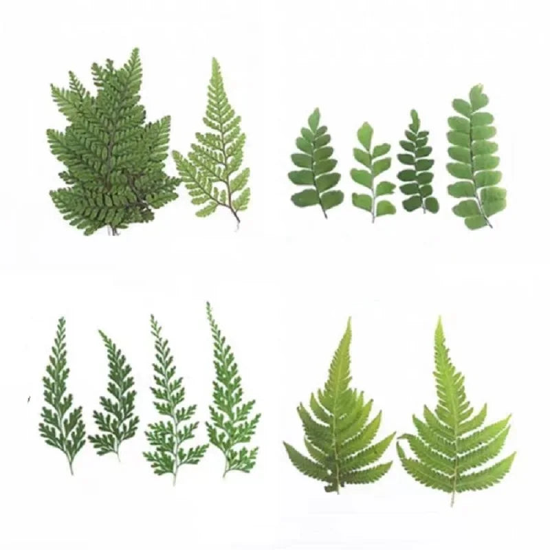 12pcs Pressed Dried Natural Fern Leaf For Epoxy Resin Jewelry Making