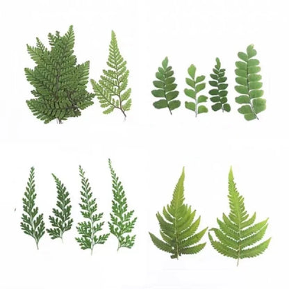 12pcs Pressed Dried Natural Fern Leaf For Epoxy Resin Jewelry Making