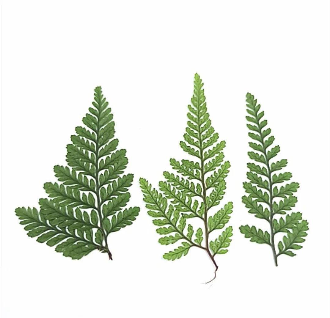 12pcs Pressed Dried Natural Fern Leaf For Epoxy Resin Jewelry Making
