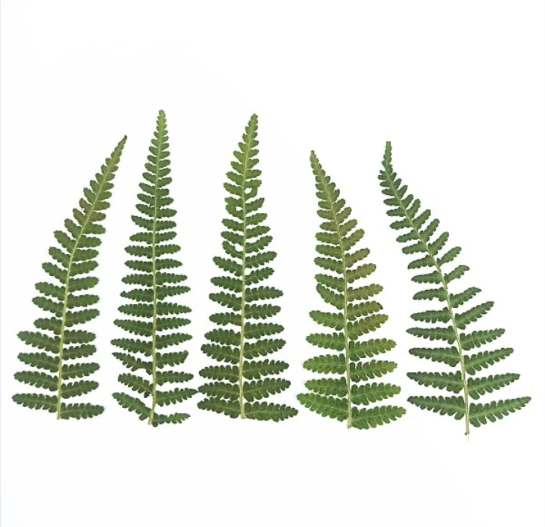 12pcs Pressed Dried Natural Fern Leaf For Epoxy Resin Jewelry Making