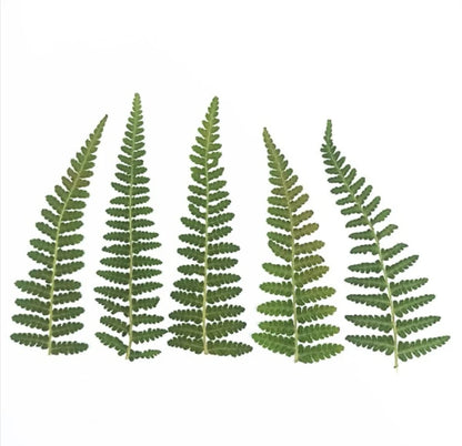 12pcs Pressed Dried Natural Fern Leaf For Epoxy Resin Jewelry Making