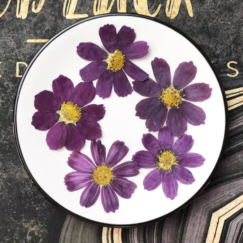 Pressed Dried Cosmos Flower For Epoxy Resin Jewelry and Decorating Other Objects