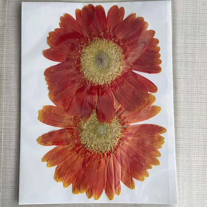 6~11cm Natural Pressed Dried Flowers For Epoxy Resin Crafts