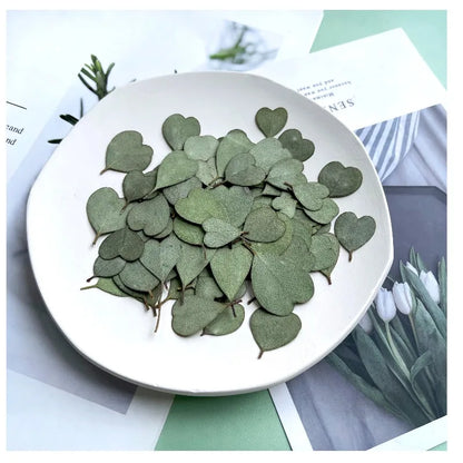 12 Pieces Pressed Dried Eucalyptus Heart Leaves for Resin Crafts
