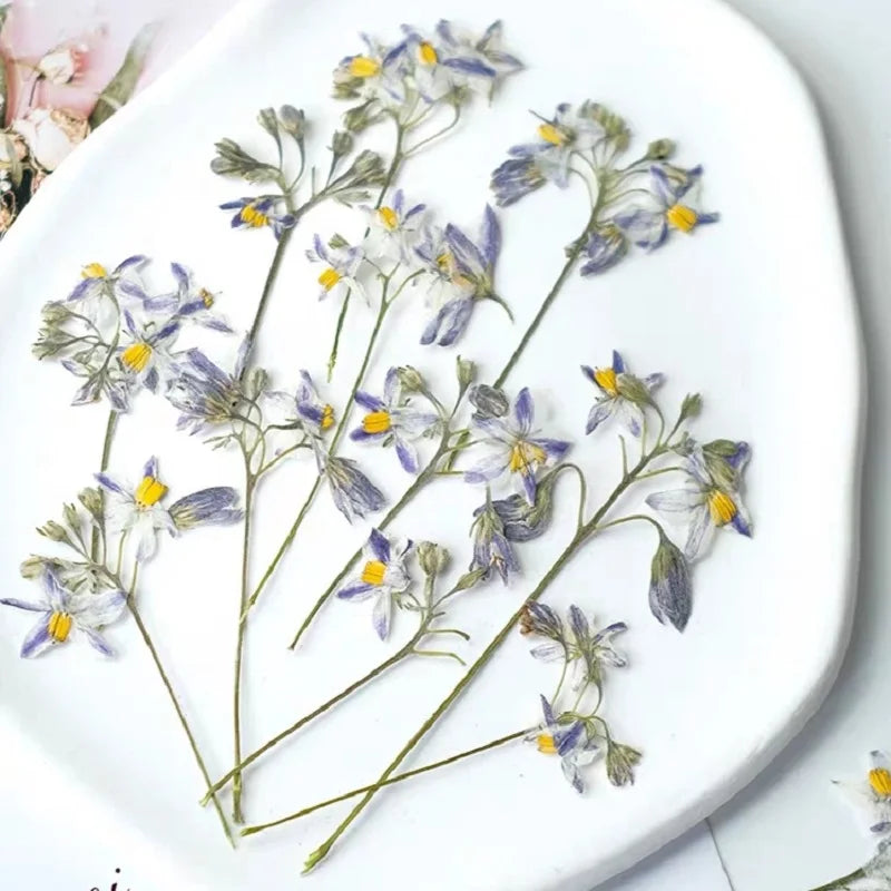 50pcs Pressed Dried Iris Flowers for Resin Crafts