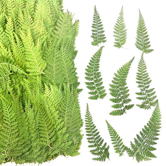 100 Pieces of Dried Ferns for Resin Crafts