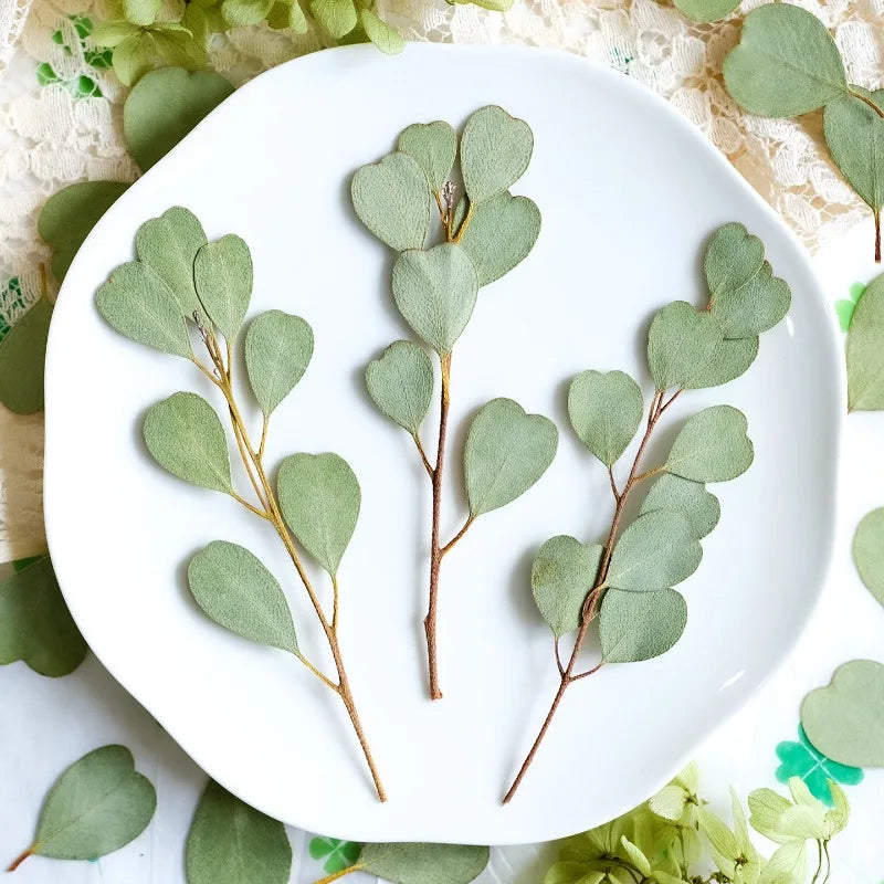 Heart-shaped Eucalyptus Dried Leaves for Resin Crafts