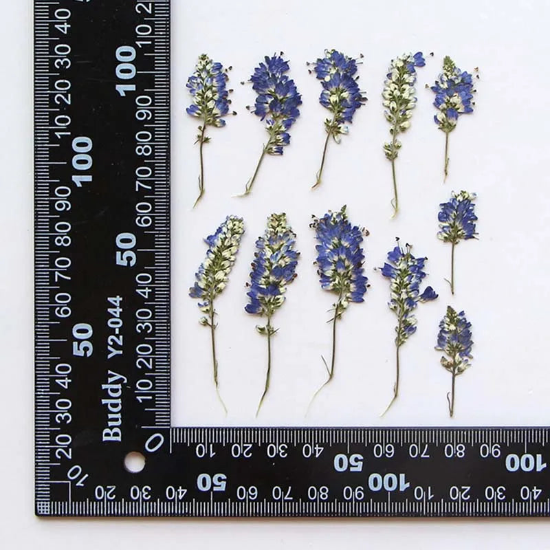 3-6cm/24 Pieces Dried Lavender Flowers for Epoxy Resin Crafts