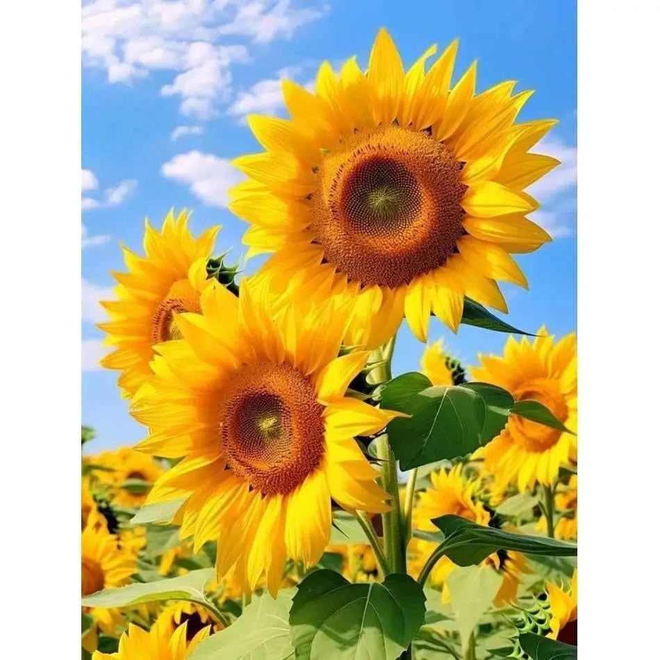 Sunflower Diamond Painting, Partial Drill, Round or Square, 5 Sizes