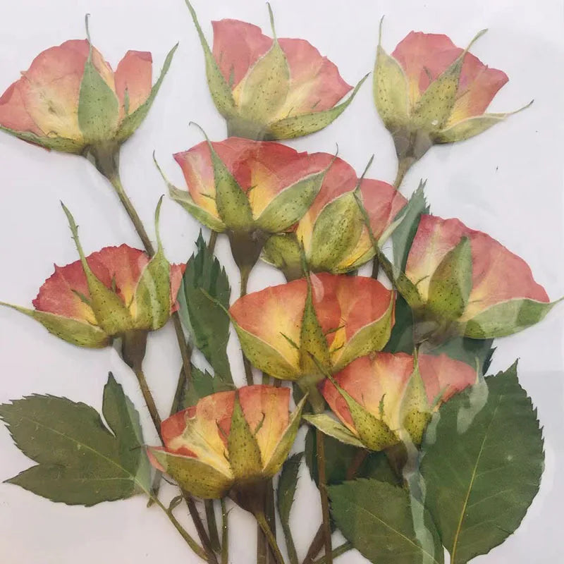 10 dried red and yellow rose buds 