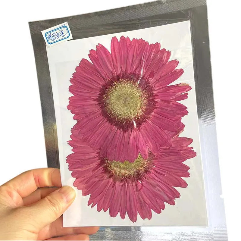 6~11cm Natural Pressed Dried Flowers For Epoxy Resin Crafts