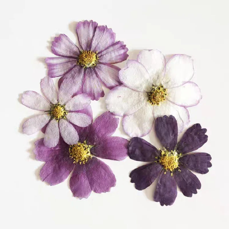 Pressed Dried Cosmos Flower For Epoxy Resin Jewelry and Decorating Other Objects