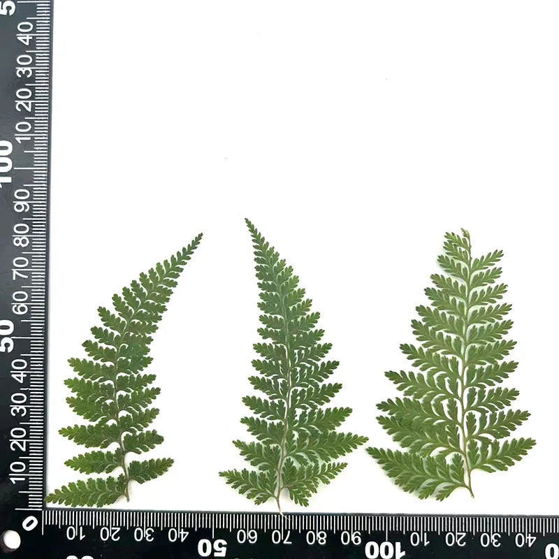 100 Pieces of Dried Ferns for Resin Crafts