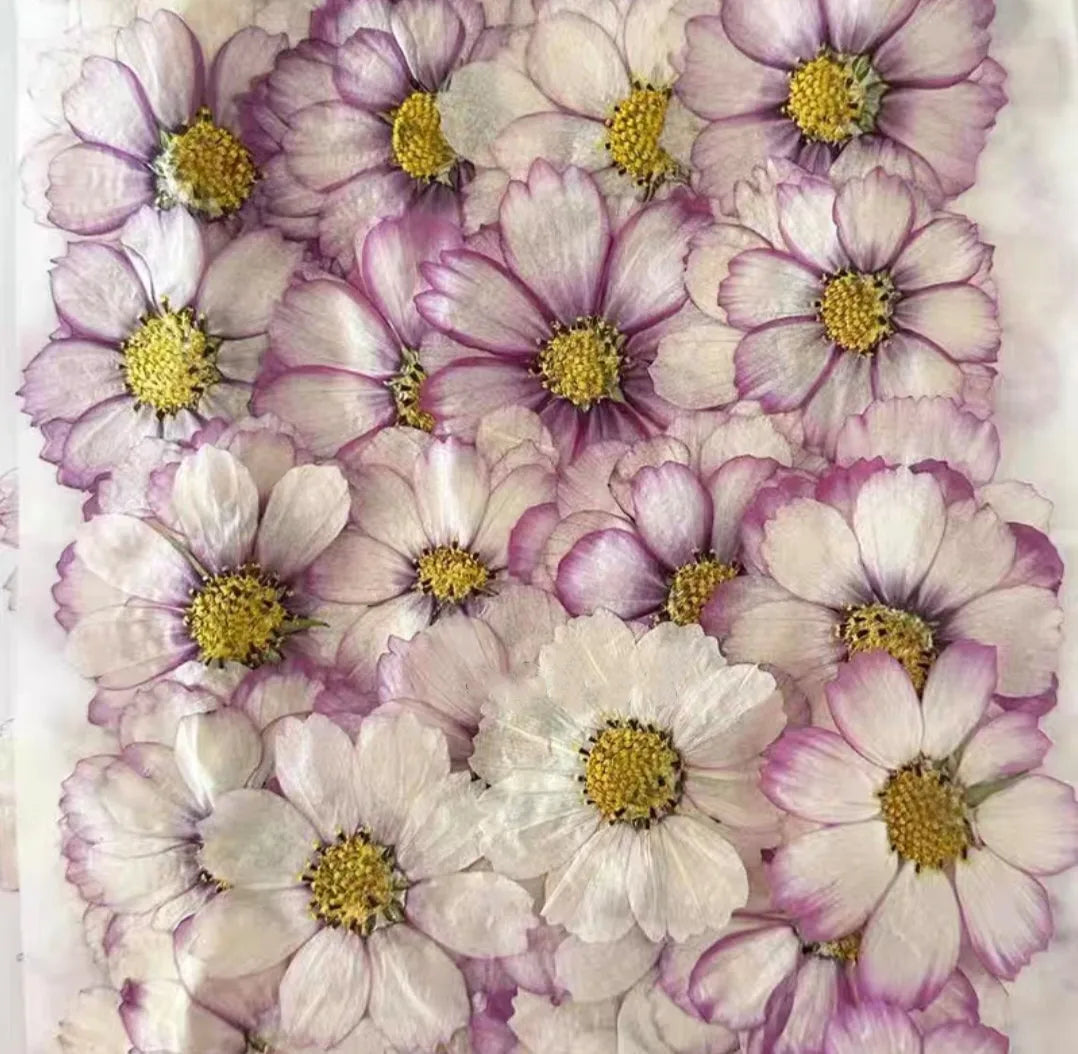Pressed Dried Cosmos Flower For Epoxy Resin Jewelry and Decorating Other Objects