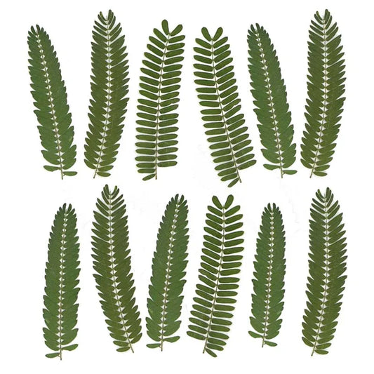 24PCS,7-8CM Dried Pressed LeavesFor Epoxy Resin Crafts
