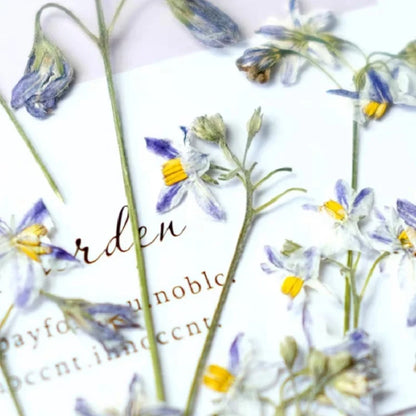 50pcs Pressed Dried Iris Flowers for Resin Crafts