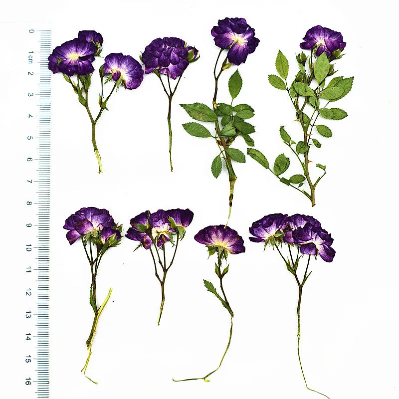 12pcs 6-10cm Side-Pressed Dried Flowers for Resin Crafts