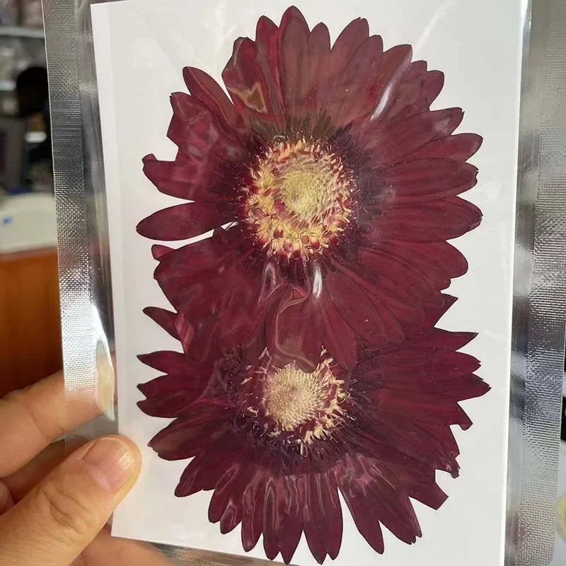 6~11cm Natural Pressed Dried Flowers For Epoxy Resin Crafts