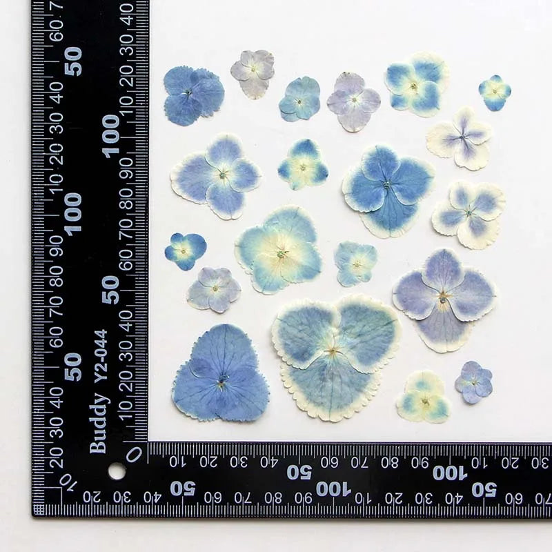 1.3-4cm Dried Pressed Hydrangea Petals for Resin Crafts - 24 pieces