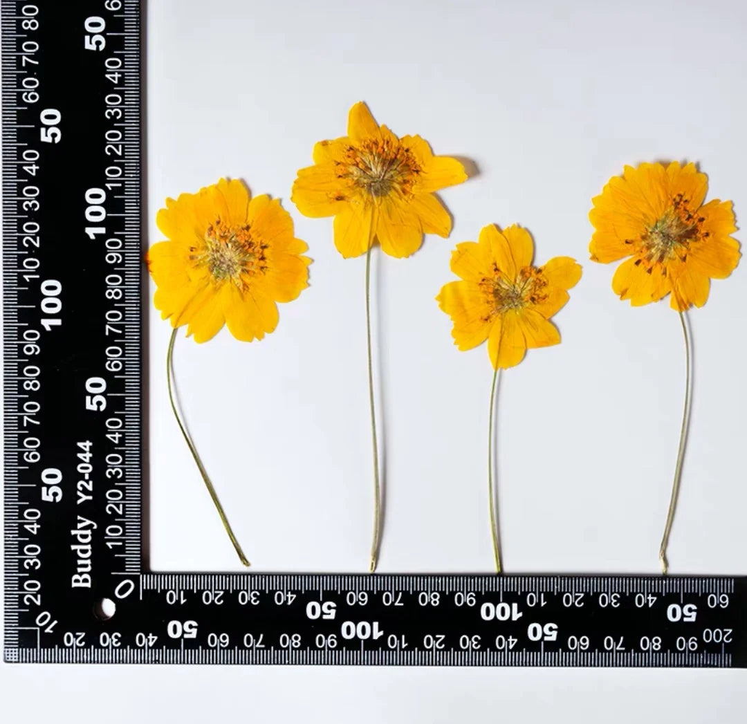 Dried Pressed Flower - Cosmos for Epoxy Resin Pendants, Necklaces, and Decorating Other Objects