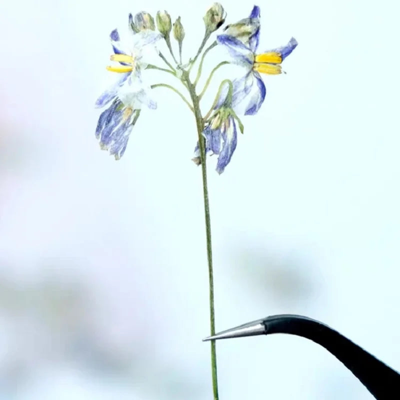 50pcs Pressed Dried Iris Flowers for Resin Crafts