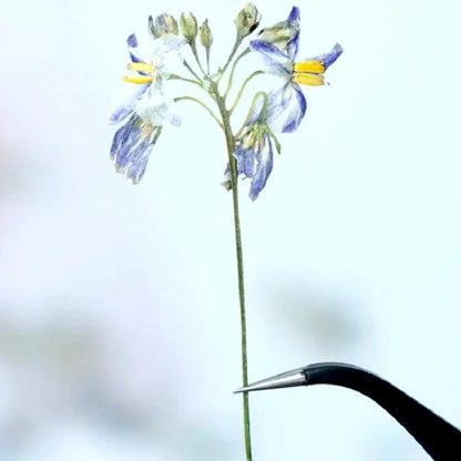 50pcs Pressed Dried Iris Flowers for Resin Crafts