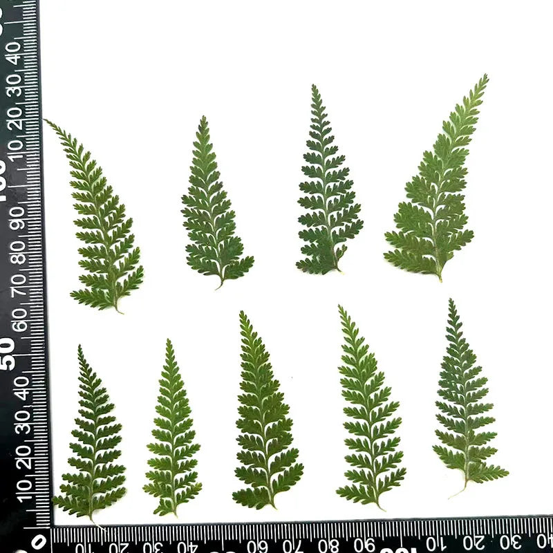 100 Pieces of Dried Ferns for Resin Crafts