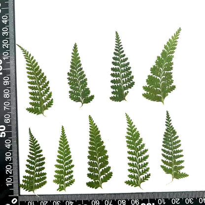 100 Pieces of Dried Ferns for Resin Crafts