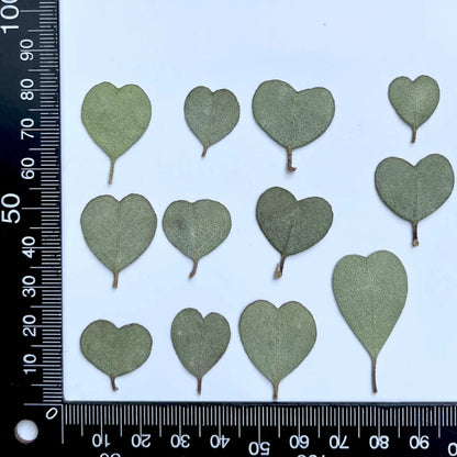 Heart-shaped Eucalyptus Dried Leaves for Resin Crafts