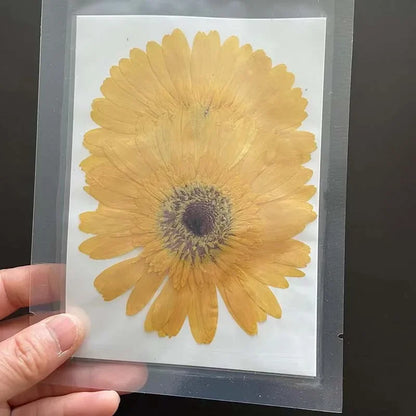 6~11cm Natural Pressed Dried Flowers For Epoxy Resin Crafts