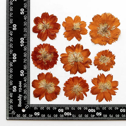 Dried Pressed Flower - Cosmos for Epoxy Resin Pendants, Necklaces, and Decorating Other Objects