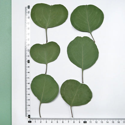 12 Pieces Pressed Dried Eucalyptus Heart Leaves for Resin Crafts