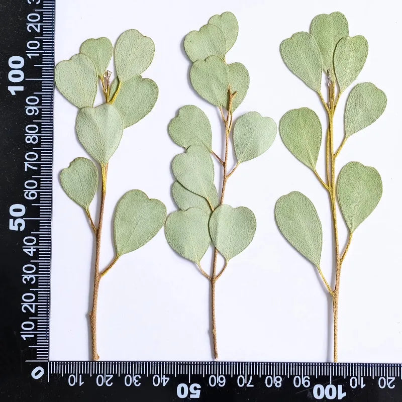 Heart-shaped Eucalyptus Dried Leaves for Resin Crafts