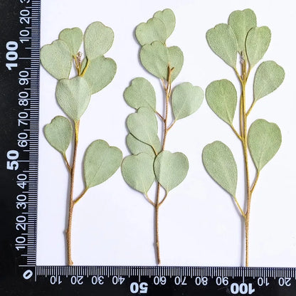Heart-shaped Eucalyptus Dried Leaves for Resin Crafts