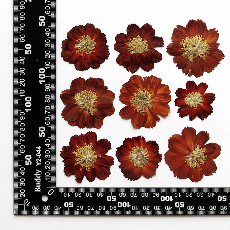Dried Pressed Flower - Cosmos for Epoxy Resin Pendants, Necklaces, and Decorating Other Objects