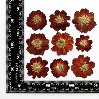 Dried Pressed Flower - Cosmos for Epoxy Resin Pendants, Necklaces, and Decorating Other Objects