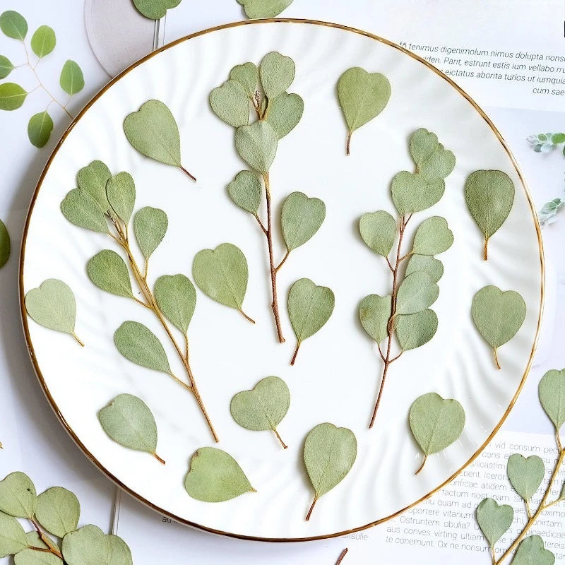 Heart-shaped Eucalyptus Dried Leaves for Resin Crafts