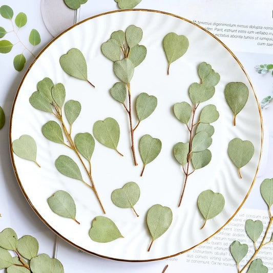 Heart-shaped Eucalyptus Dried Leaves for Resin Crafts
