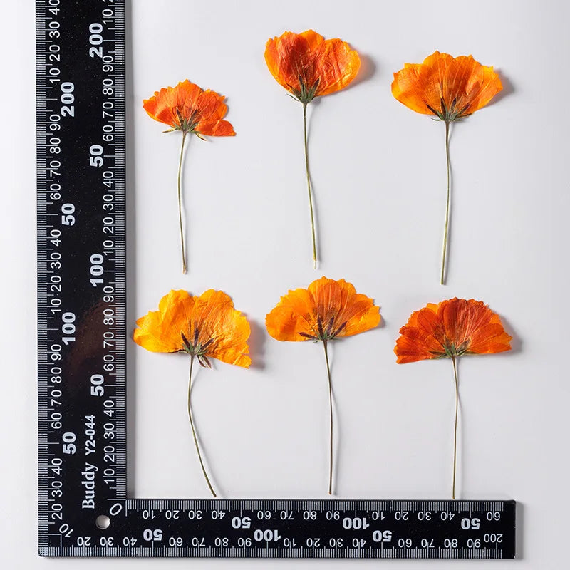Dried Pressed Flower - Cosmos for Epoxy Resin Pendants, Necklaces, and Decorating Other Objects