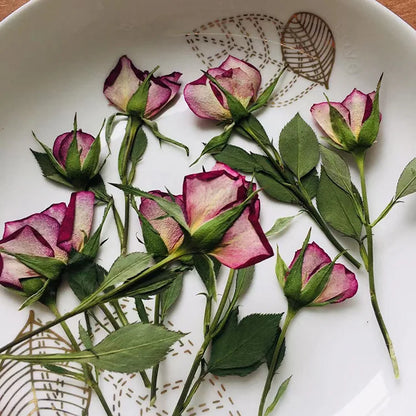 Side Pressed Dried Roses with Stems for Resin Crafts