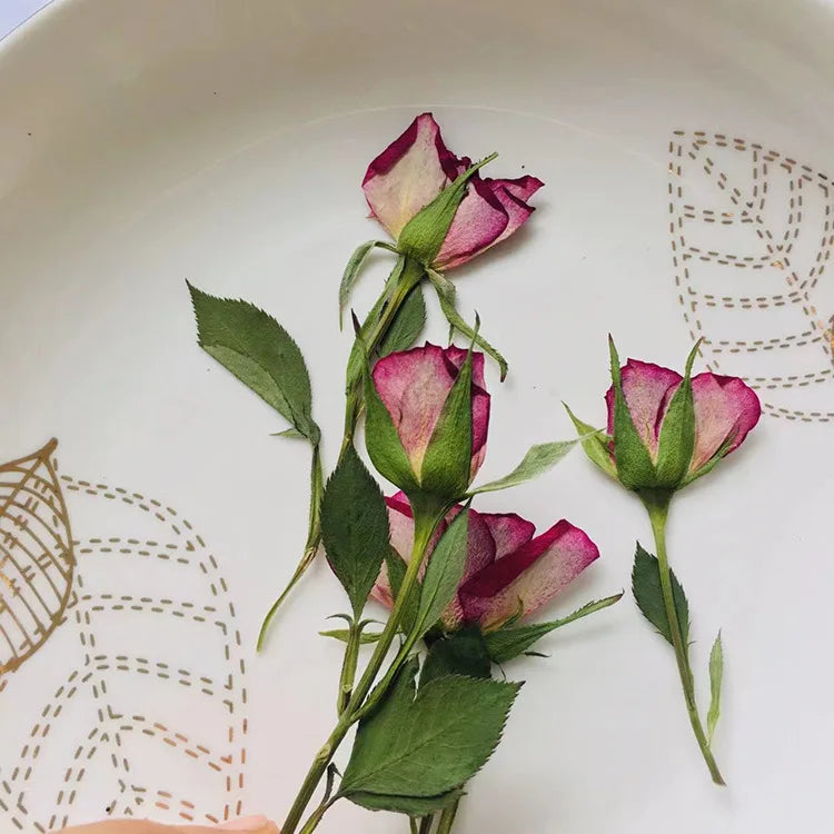 Side Pressed Dried Roses with Stems for Resin Crafts
